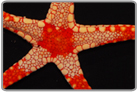 Red Tile Starfish